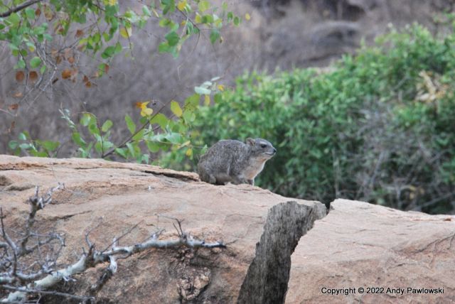 Printable Version of Tree Hyrax - 20220717_173757_197