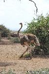 Female Ostrich