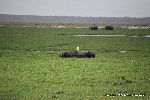 Cape Buffalo