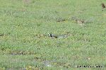 Long-toed Plover