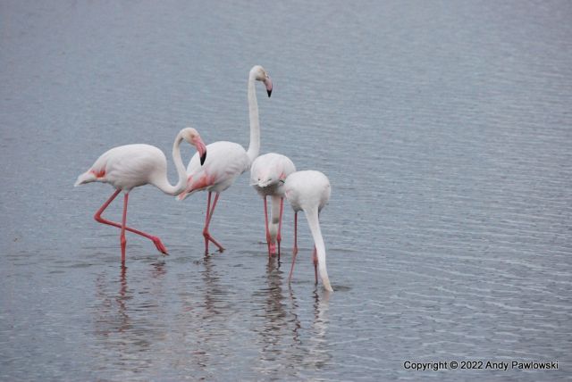 Printable Version of Greater Flamingos - 20220720_073250_052