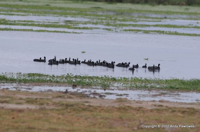 Printable Version of Red-knobbed Coot - 20220720_073805_059