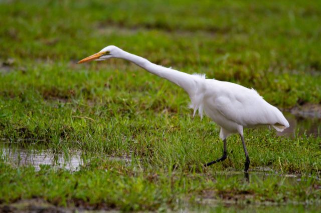 Printable Version of Great Egret - 20220721_161816_045