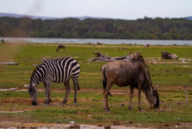 Printable Version of Common Zebra and Wildebeest - 20220721_161959_046