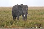 African Elephant